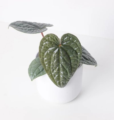 Anthurium Luxurians Platinum