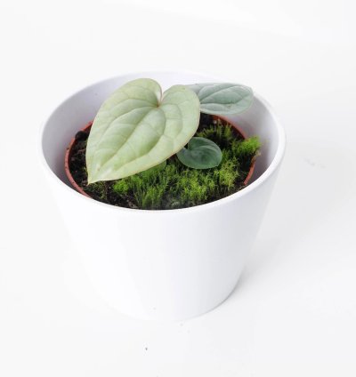 Anthurium Luxurians Platinum