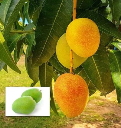 Alphonso Mango - Live Fruit Tree - King of Mangoes