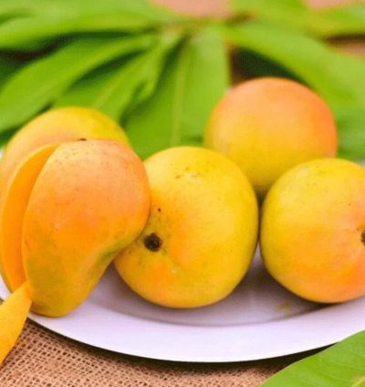 Alphonso Mango - Live Fruit Tree - King of Mangoes
