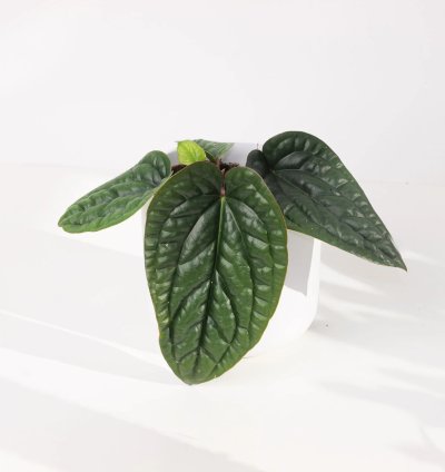 Anthurium Radicans x Luxurians