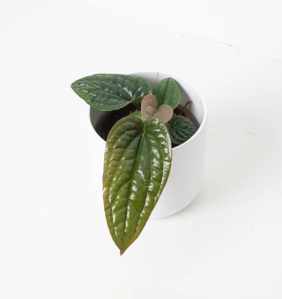 Anthurium Radicans x Luxurians