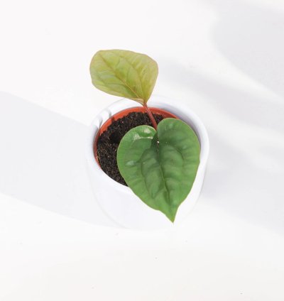 Anthurium Radicans x Luxurians