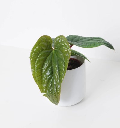 Anthurium Radicans x Luxurians