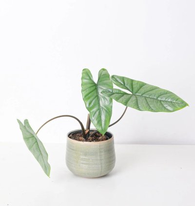 Alocasia Corazon
