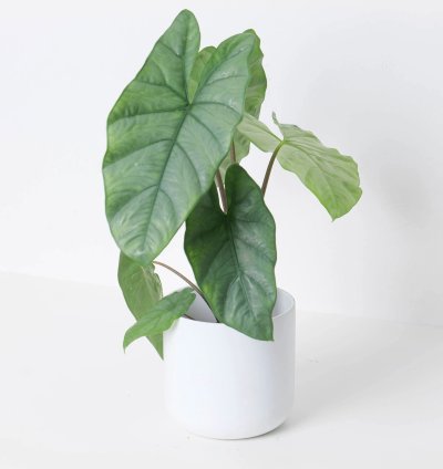 Alocasia Corazon