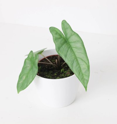 Alocasia Corazon