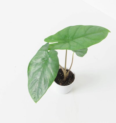 Alocasia Corazon