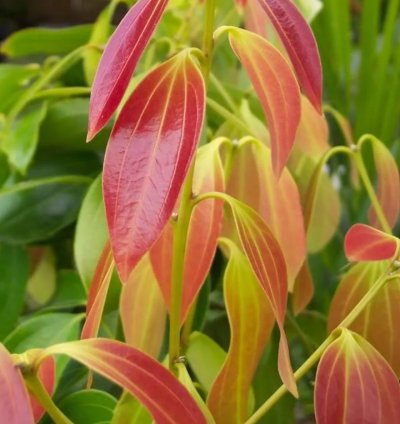 Ceylon Cinnamon Plant