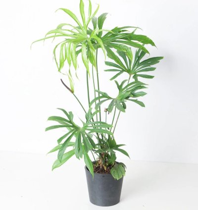 Anthurium Pedatoradiatum
