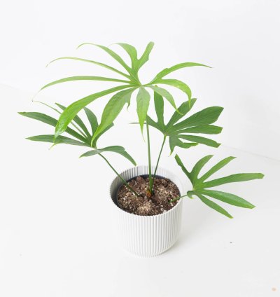 Anthurium Pedatoradiatum