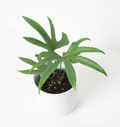 Anthurium Pedatoradiatum