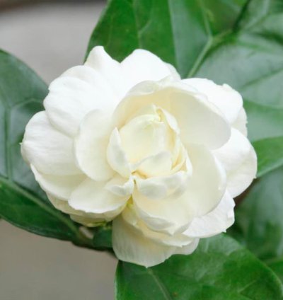 Jasminum Sambac - Kodai Malli - Arabian Jasmine