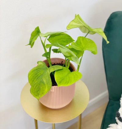 Philodendron Fibraecataphyllum