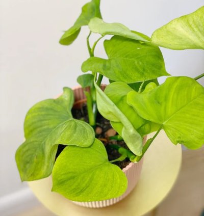 Philodendron Fibraecataphyllum