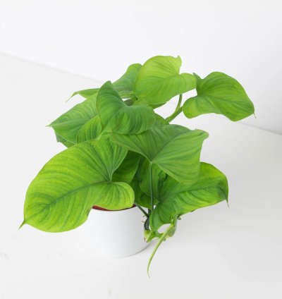 Philodendron Fibraecataphyllum