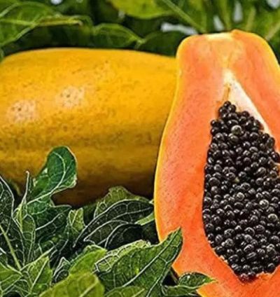 Kerala Papaya Tree Variety - Fruit Tree - Hardy for Europe Weather