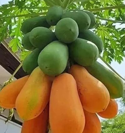 Kerala Papaya Tree Variety - Fruit Tree - Hardy for Europe Weather