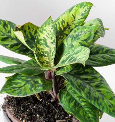 Adelonema Wallisii Camoflouge
