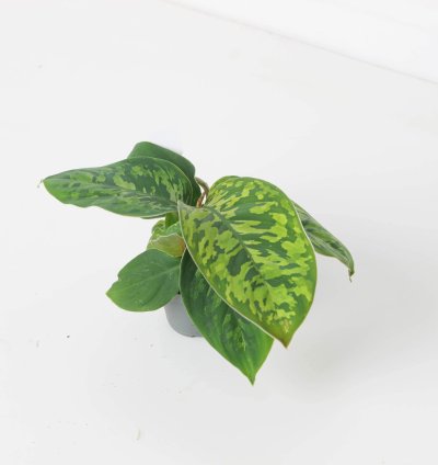 Adelonema Wallisii Camoflouge