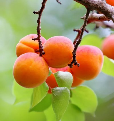 Blenheim Apricot Tree