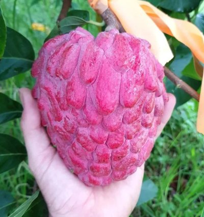 Sugar Apple - Custard Apple Live Fruit Plant - Grafted Annona squamosa Sitafal