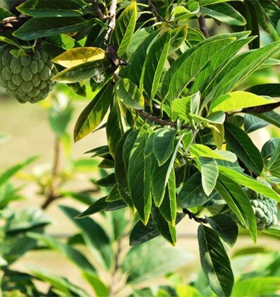Sugar Apple - Custard Apple Live Fruit Plant - Grafted Annona squamosa Sitafal