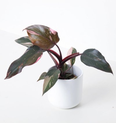 Philodendron Pink Princess