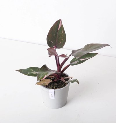 Philodendron Pink Princess