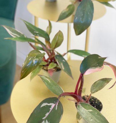 Philodendron Pink Princess