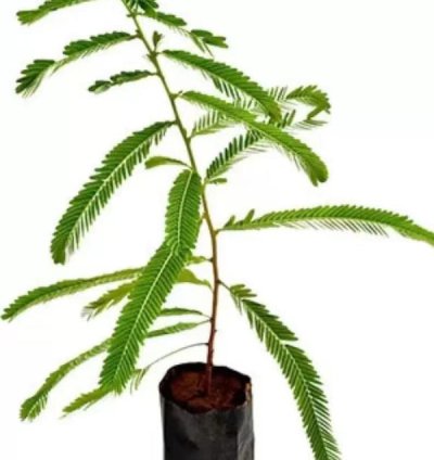Amla - Indian Gooseberry Live Tree - Ayurvedic Tree