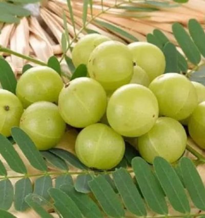 Amla - Indian Gooseberry Live Tree - Ayurvedic Tree