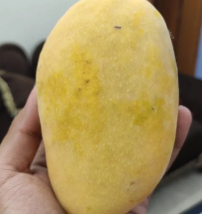 Chaunsa Mango Live Plant (Mangifera Chaunsa)