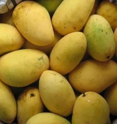 Chaunsa Mango Live Plant (Mangifera Chaunsa)