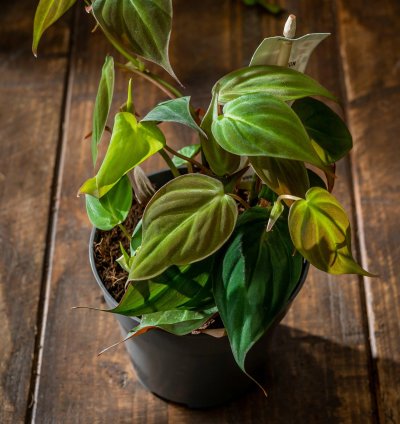 Philodendron Scandens Micans