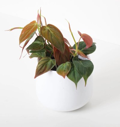 Philodendron Scandens Micans