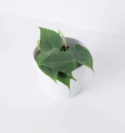 Philodendron Scandens