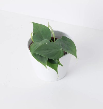 Philodendron Scandens
