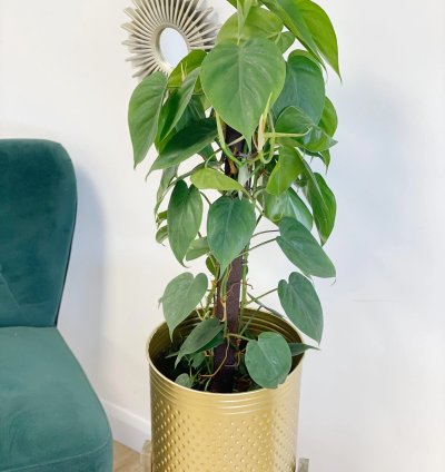 Philodendron Scandens