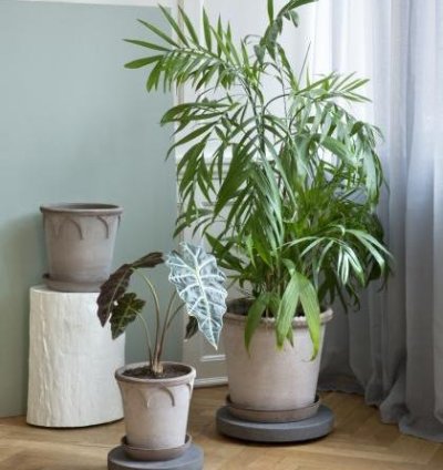 Monstera Adansonii Monkey Mask
