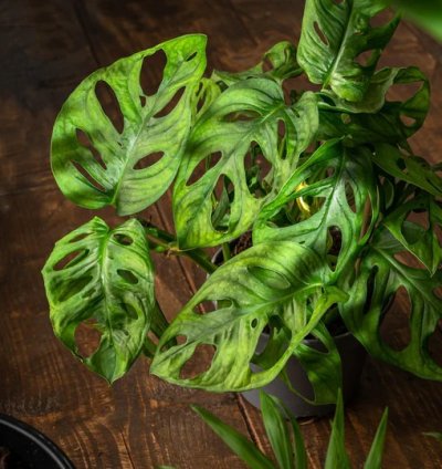 Monstera Adansonii Monkey Mask