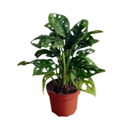 Monstera Adansonii Monkey Mask
