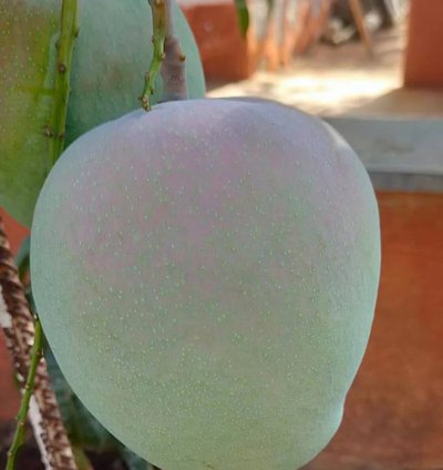 All Other Mango Live Plants (Mangifera indica)