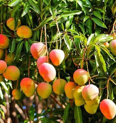 All Other Mango Live Plants (Mangifera indica)