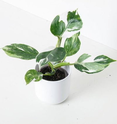 Philodendron White Wizard