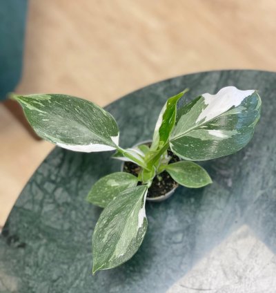 Philodendron White Wizard