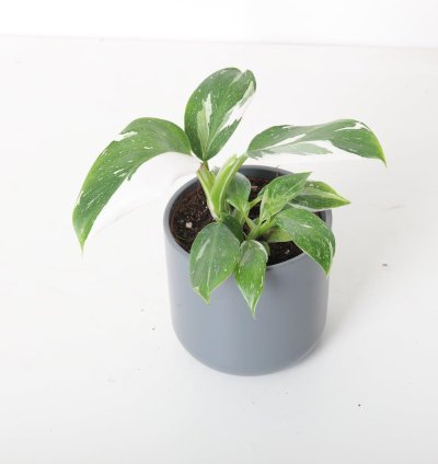 Philodendron White Wizard