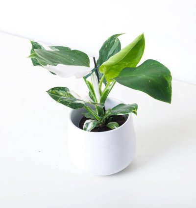 Philodendron White Wizard