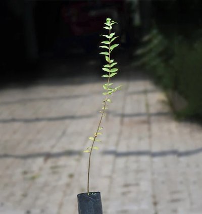Camu Camu Live Plants (Myrciaria Dubia)