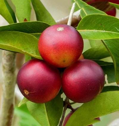 Camu Camu Live Plants (Myrciaria Dubia)